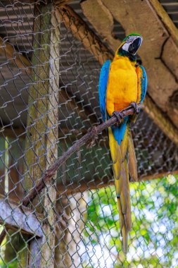 güzel sarı ve mavi - mavi ve sarı papağan hayvanat bahçesinde