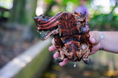 The matamata turtle, the world's rarest turtle of the Peruvian rainforest, Iquitos Peru clipart