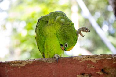 Hayvanat bahçesindeki bir papağana yaklaş.