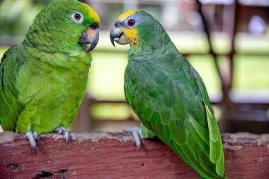 Ağaçta iki yeşil papağan var. Yaklaş.