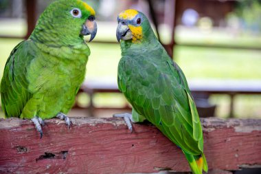 Yeşil arka plandaki kafeste yeşil papağanlar