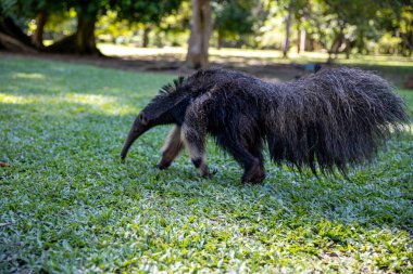 Ormandaki güzel bir yaban domuzunun yakın çekimi.