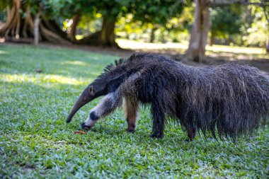 Hayvanat bahçesindeki büyük, siyah, beyaz, uzun kuyruklu kokteyl..
