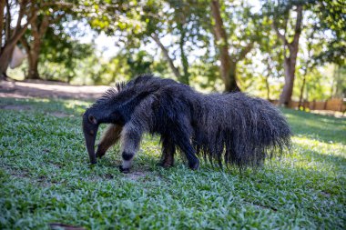 black donkey on a green lawn, domestic animal clipart