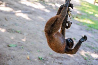 Hayvanat bahçesinde ipe asılmış bir maymun. Yakın plan, yatay fotoğraf.