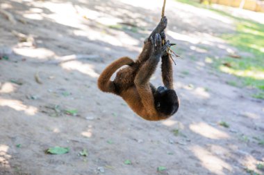 Maymun maymunun dalında oynuyor..