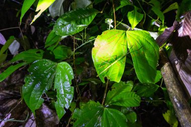 tropical leaf in the garden clipart