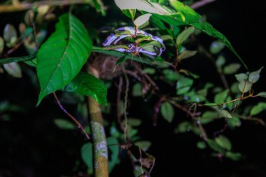 Bir ağaç gövdesinin yakın plan çekimi.