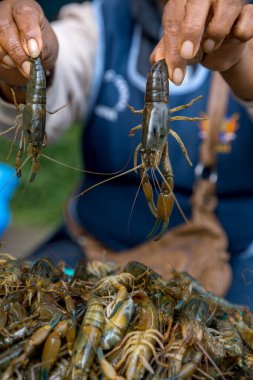 Piyasada taze karides