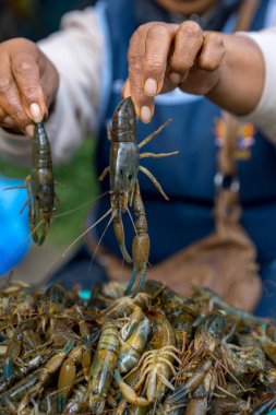 Elinde taze karidesli mavi bir kâse tutan bir kadına yaklaş..