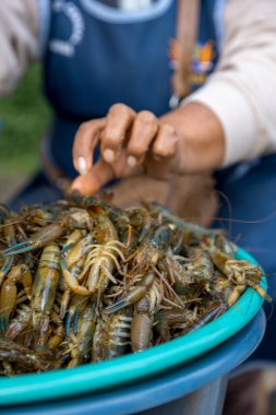 Pazarda taze karides.