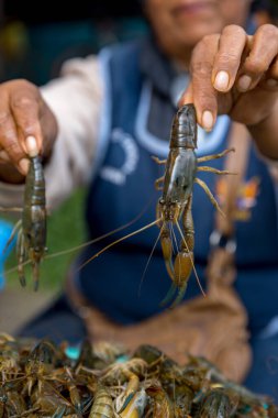 Pazarda taze karides.