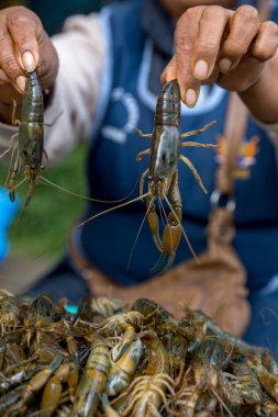 Pazarda taze karides.