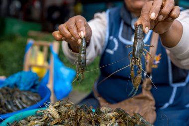 Pazarda taze karides.