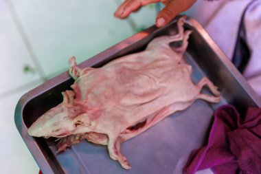 Kafesteki bir domuzun yakın plan fotoğrafı.