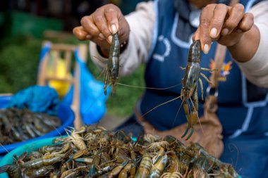 Pazarda taze karides.