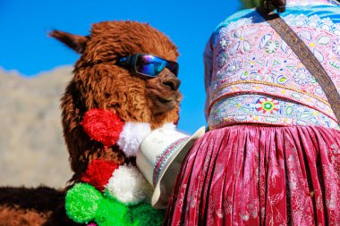 Turistler Colca Vadisi 'ndeki Akbaba' nın bakış açısını ziyaret ediyorlar. Maca meydanında el işi ve alpaka satıyorum. Arequipa Peru