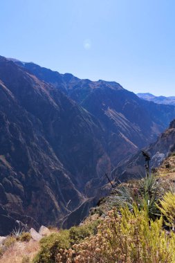 Colca Vadisi 'nde uçan Akbaba. Turistler Arequipa Peru 'daki Akbaba bakış açısını ziyaret ediyorlar.