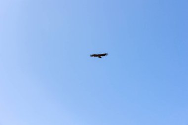 Colca Vadisi 'nde uçan Akbaba. Turistler Arequipa Peru 'daki Akbaba bakış açısını ziyaret ediyorlar.