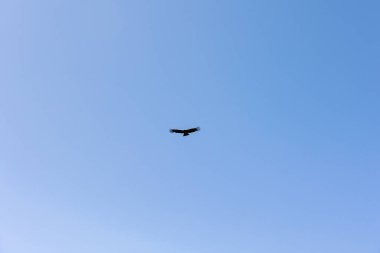 Colca Vadisi 'nde uçan Akbaba. Turistler Arequipa Peru 'daki Akbaba bakış açısını ziyaret ediyorlar.