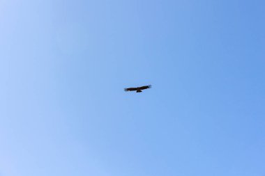 Colca Vadisi 'nde uçan Akbaba. Turistler Arequipa Peru 'daki Akbaba bakış açısını ziyaret ediyorlar.