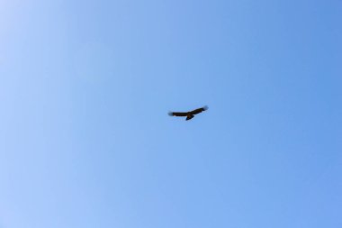 Colca Vadisi 'nde uçan Akbaba. Turistler Arequipa Peru 'daki Akbaba bakış açısını ziyaret ediyorlar.