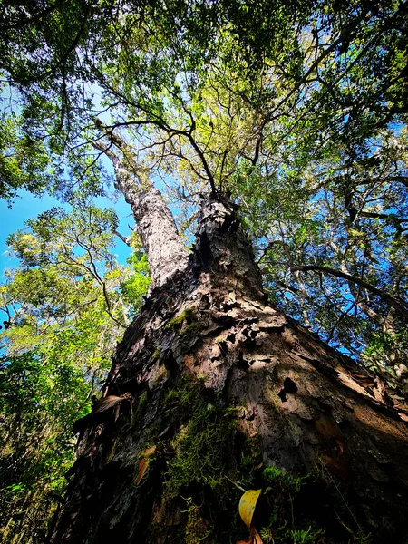 Tittar Upp Ett Skogsträd — Stockfoto