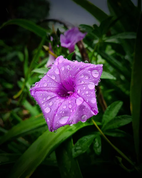 Gotas Lluvia Sobre Flor Púrpura — Foto de Stock