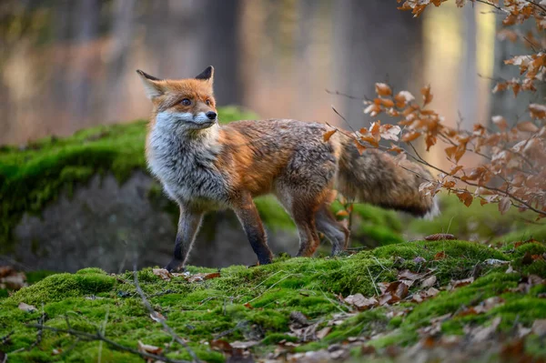 Forest Wildlife Nature Fox Green Forest Cute Red Fox Vulpes — Stock Photo, Image