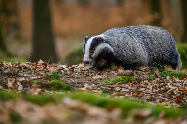 Cute Badger Searching Food Deep Spring Forest — Stock Photo, Image