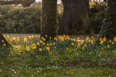 Güzel sarı nergisler bahar günü çiçek açarlar. Narcissi bahar bahçesinde çiçek açıyor..
