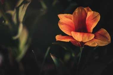 Taze yeşil yapraklı lale tomurcuklarını fotokopi alanı olan bulanık yeşil arka planda kapat. Hollands lalesi, portakallı bahar mevsiminde çiçek açar. Çiçekçi dükkanı için duvar kağıdı afişi. Çiçek konsepti