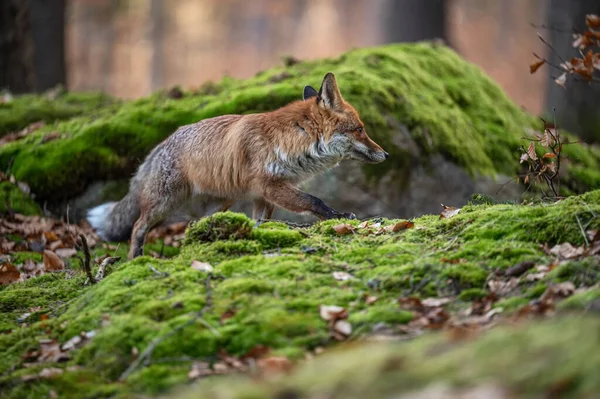 Roztomilá Malá Červená Liška Pozadí Lesa — Stock fotografie
