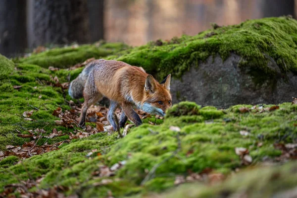 Roztomilá Malá Červená Liška Pozadí Lesa — Stock fotografie