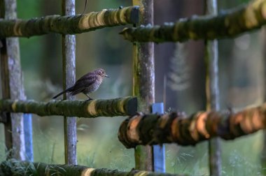 Dişi bir karatavuk (Turdus merula) çitin üzerinde tünemektedir.