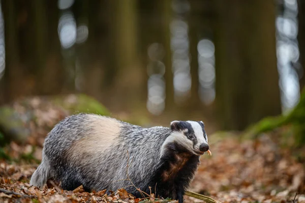 Meles Meles Animal Wood European Badger Sniffing Pine Forest — Stock Photo, Image