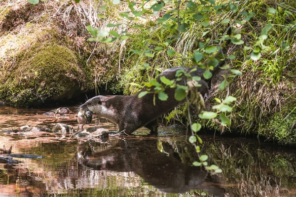Macho Selvagem Europeu Lontras Lutra Lutra Com Sucesso Pegou Comida — Fotografia de Stock