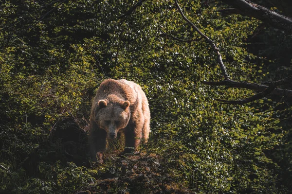 Urso Castanho Selvagem Ursus Arctos Perto — Fotografia de Stock