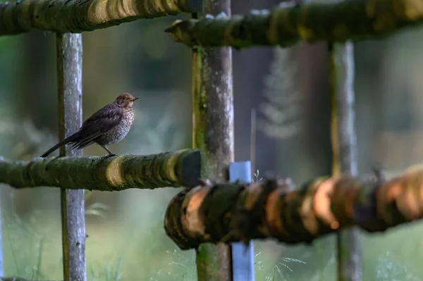 Female Blackbird Turdus Merula Perches Wood Fence — Stock Photo, Image