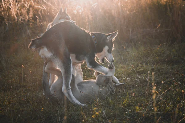 ハスキー子犬たちは牧草地を歩く かわいいですシベリアのハスキー子犬遊びます上の緑の草 — ストック写真
