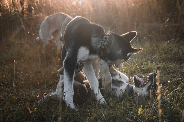 Husky Yavruları Çayırda Yürüyor Yeşil Çimlerde Oynayan Şirin Sibirya Köpeği — Stok fotoğraf