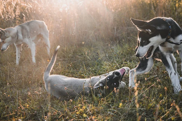 Los Cachorros Husky Caminan Prado Lindo Siberiano Husky Cachorro Jugando — Foto de Stock