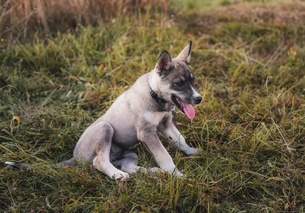 Lindo Siberiano Husky Cachorro Sentado Verde Hierba —  Fotos de Stock