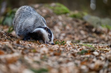 Avrupa porsuk, Meles meles, düşük açılı fotoğraf erkek yağmurlu bir gün içinde. Siyah ve beyaz renkli yaban mersini arasında av için kış uyku döneminden önce seyir orman hayvan çizgili. Çek orman
