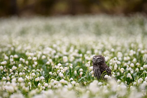 Aegolius Funereus Sova Sněhových Kapkách Little Owl Athene Noctua Noční — Stock fotografie