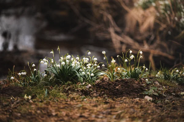 Landschaft Mit Schneeglöckchen Frühling — Stockfoto