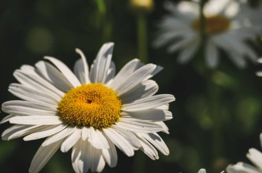 Doğal arka planda papatyalar (Leucanthemum vulgare). Papatya çiçekleri. Oxeye papatya, papatya, Dox-eye, Papatya, Köpek papatyası, Ay papatyası. Bahçe konsepti