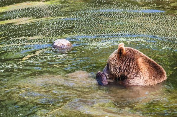 Braunbär Ursus Arctos Schwimmt Einem Fluss — Stockfoto