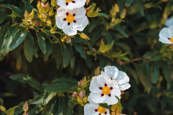 Cistus Ladanifer Labdanum Gum Rockrose Flowering Plant Closeup White Spotted — Stock Photo, Image