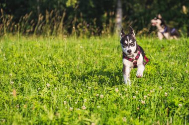 Yeşil çimlerde oynayan şirin Sibirya köpeği.